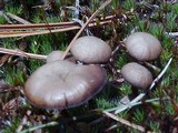 Psilocybe montana image