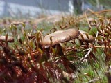 Psilocybe montana image