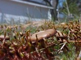 Psilocybe montana image