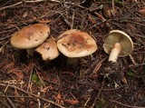 Cortinarius cupreorufus image