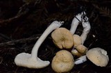 Hydnum oregonense image