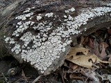 Xylobolus frustulatus image