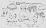 Cortinarius largus image