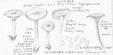 Clitocybe vibecina image