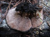 Abortiporus biennis image