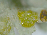 Ramalina americana image