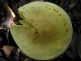 Tricholoma sulphureum image