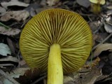 Tricholoma sulphureum image