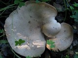 Melanoleuca brevipes image