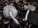 Tricholoma scalpturatum image