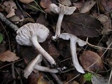 Tricholoma scalpturatum image
