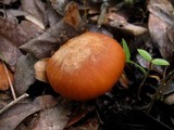 Hygrophorus nemoreus image