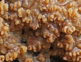 Phlebia radiata image