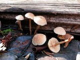 Tubaria conspersa image