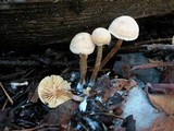 Tubaria conspersa image