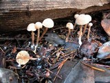 Tubaria conspersa image
