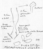 Macrotyphula juncea image