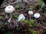 Clitocybe elegantula image