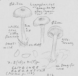 Clitocybe elegantula image