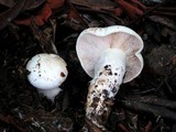 Tricholoma manzanitae image