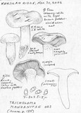 Tricholoma manzanitae image