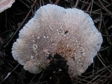 Abortiporus biennis image