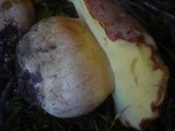 Boletus subappendiculatus image