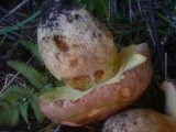 Boletus subappendiculatus image