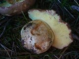 Boletus subappendiculatus image