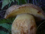Boletus subappendiculatus image