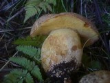Boletus subappendiculatus image