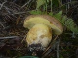 Boletus subappendiculatus image