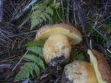Boletus subappendiculatus image