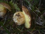 Boletus subappendiculatus image