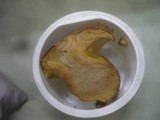 Boletus subappendiculatus image