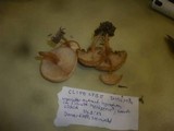 Clitocybe diosma image