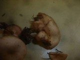 Clitocybe diosma image