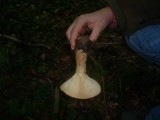 Infundibulicybe geotropa image