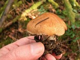 Inocybe glabrescens image