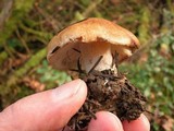 Inocybe glabrescens image