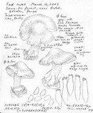 Inocybe glabrescens image