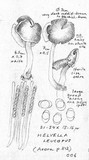 Helvella compressa image