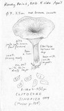 Clitocybe sinopica image