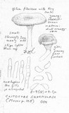Clitocybe squamulosa image