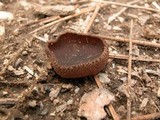 Plicaria endocarpoides image