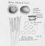 Plicaria endocarpoides image