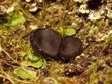 Plicaria trachycarpa image