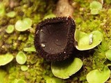 Plicaria trachycarpa image