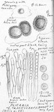 Plicaria trachycarpa image