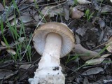 Amanita sect. Vaginatae image